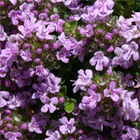 Thymus 'Caborn Lilac Gem'