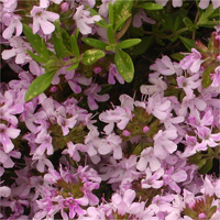 Thymus 'Caborn Pink Beauty'