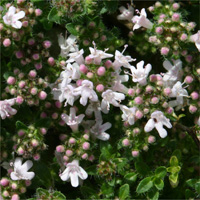 Thymus serpyllum 'Pink Chintz'