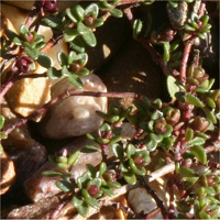 Thymus serpyllum 'Russetings'